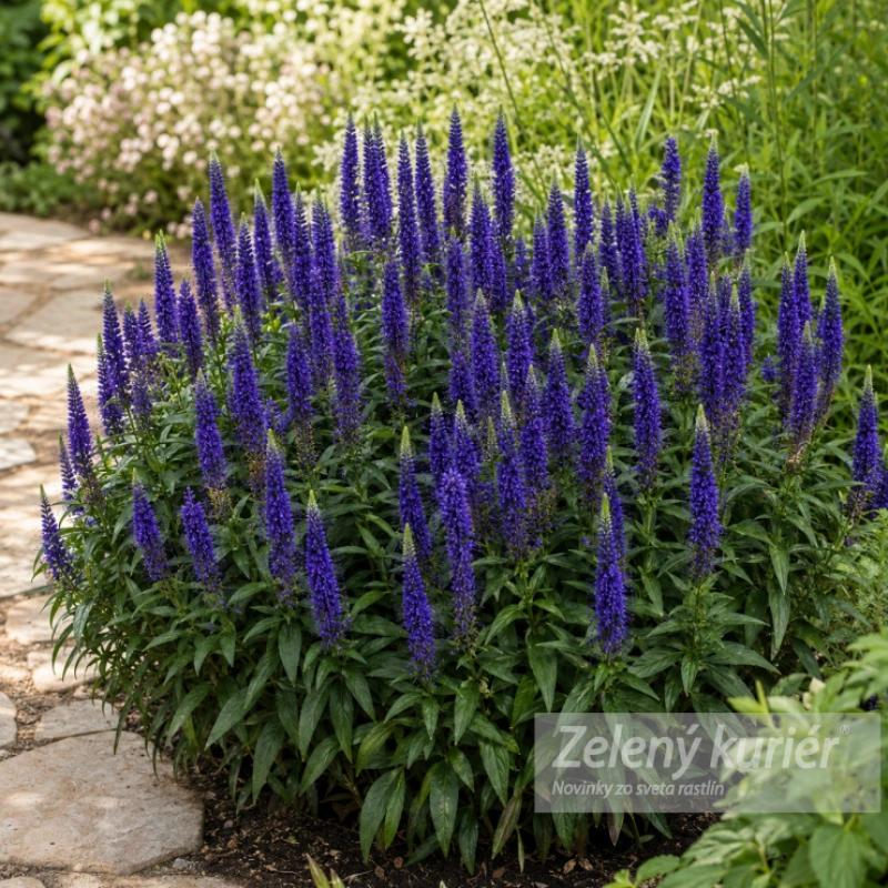 Veronica spicata ´Royal Candles Glory´, 1L, 60 cm