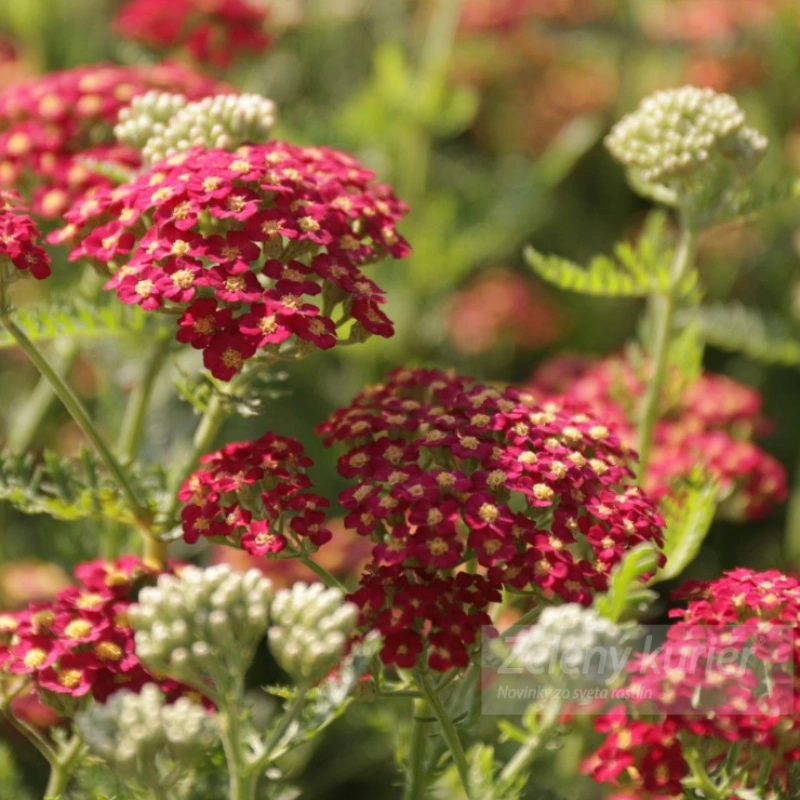 Achillea millefolium ´Paprika´, K9. [K-④]
