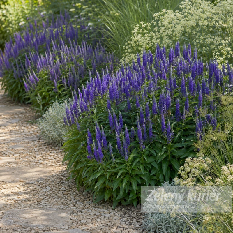 Veronica spicata ´Royal Candles Glory´, 1L, 60 cm 1