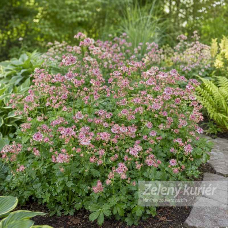 Astrantia major ´Pink Button´, 1L 1