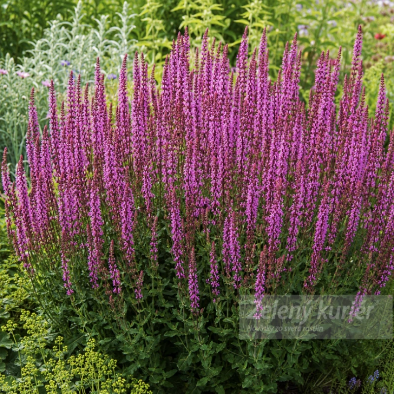 Salvia nemorosa ´Amethyst´ modrofialová, 50 cm