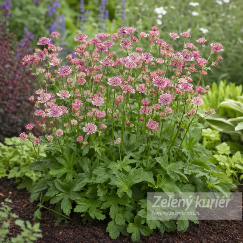 Astrantia major ´Pink Button´, 1L