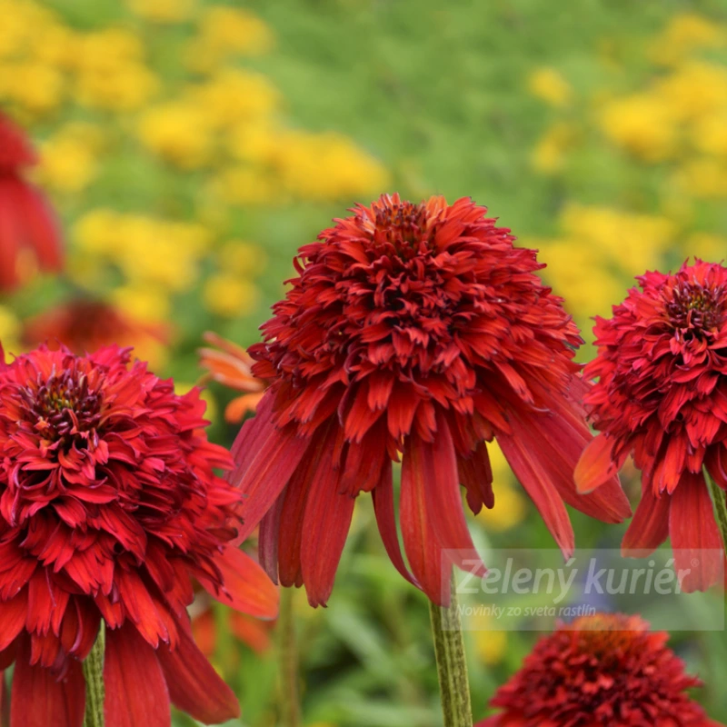 Echinacea purpurea ´Hot Papaya´červená, 80 cm, 1L