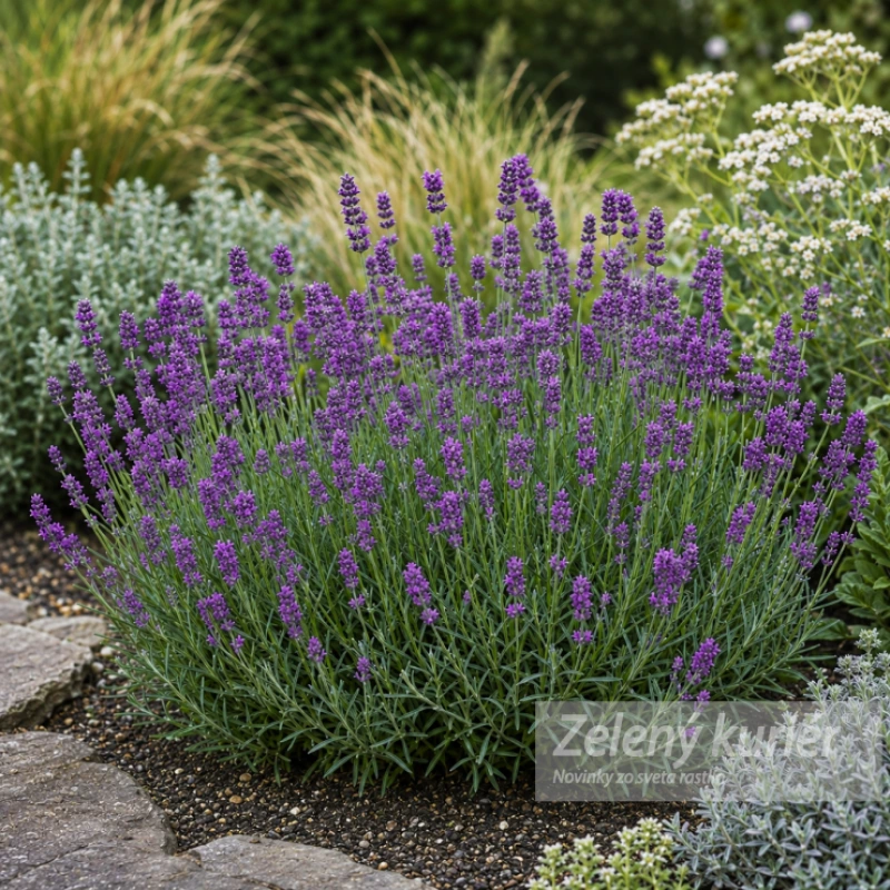 Lavandula angustifolia ´Munstead´fialovomodrá, 50 cm, K9
