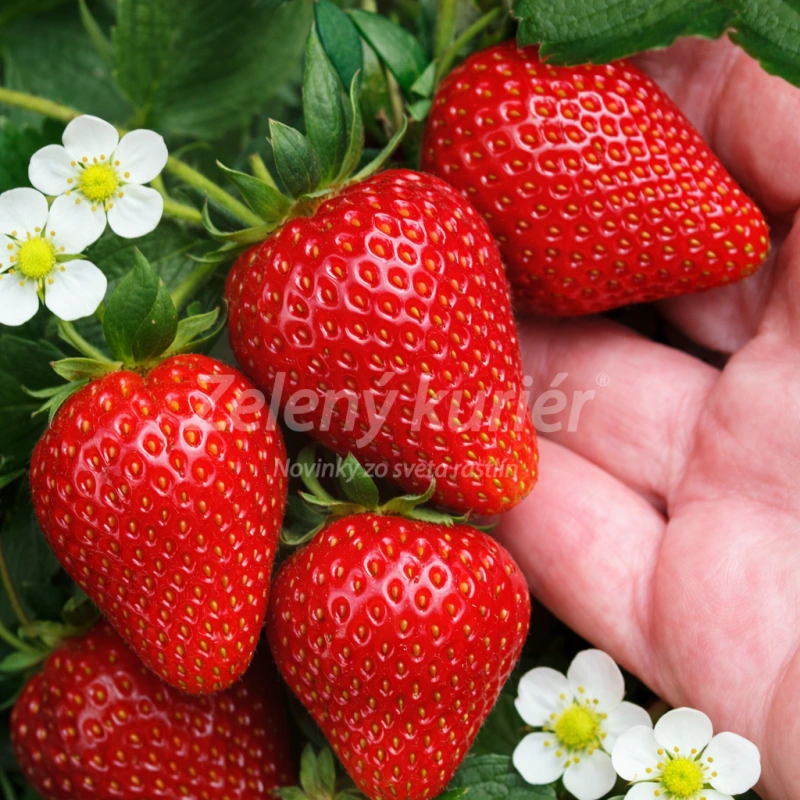 Jahoda stredne skorá ,Elsanta - Cena za celé BALENIE ! [K-④]