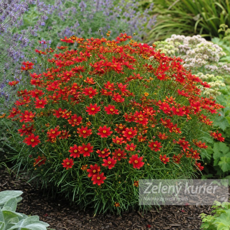 Coreopsis verticillata ´Ladybird´, 1L , 30 cm