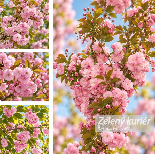 Sakura, Kanzan, cca 120 až 150 cm, Ø Kontajner 5L