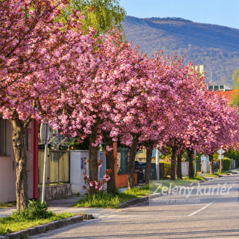 Sakura, Kanzan, cca 120 až 150 cm, Ø Kontajner 5L 1