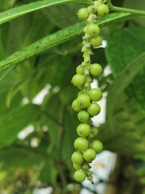 Čierne korenie- Sarawak pepper. [K-④]