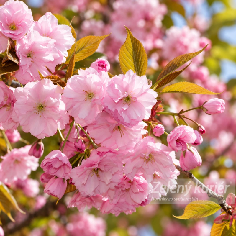Sakura, Kanzan, cca 120 až 150 cm, Ø Kontajner 5L 3