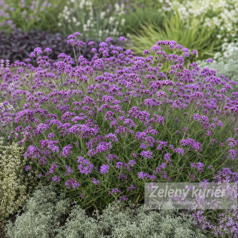 Verbena bonariensis ´Lollipop´, K9, 60cm 1