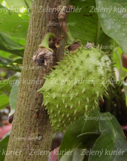 Anona muricata - Graviola, ( Kolekcia 2 rastlín pre dokonalé opelenie, [K-④] 1