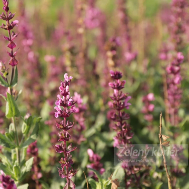Salvia nemorosa ´Caradonna Pink´ružová, 45 cm 1