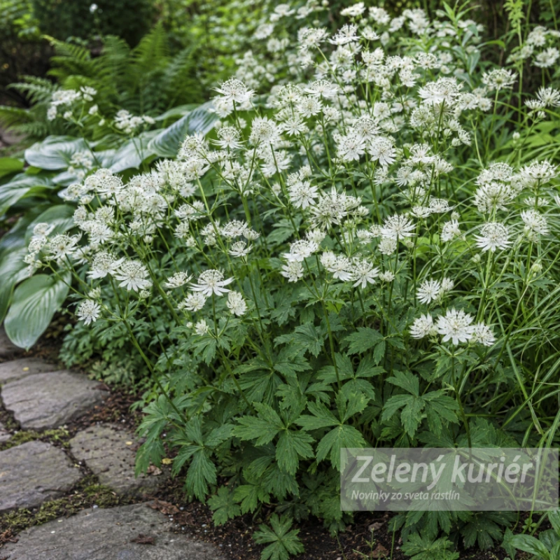 Astrantia major ´Shaggy´, 1L 1