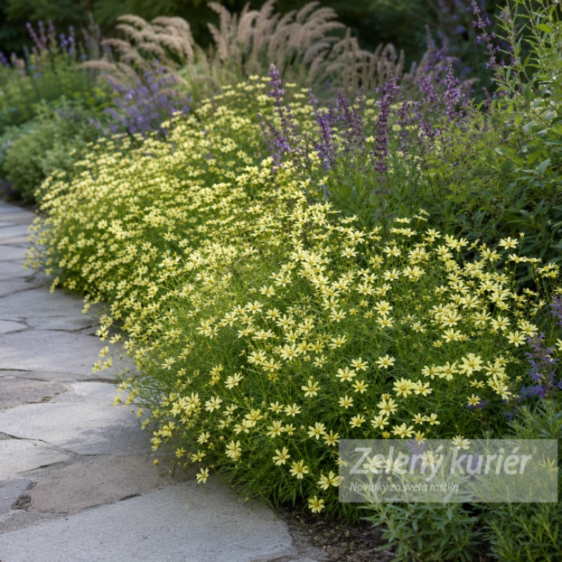 Coreopsis verticillata ´Moonbeam´ K9, 30 cm 1