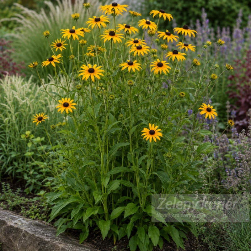 Rudbeckia fulgida deamii, žltá,1L , 90 cm