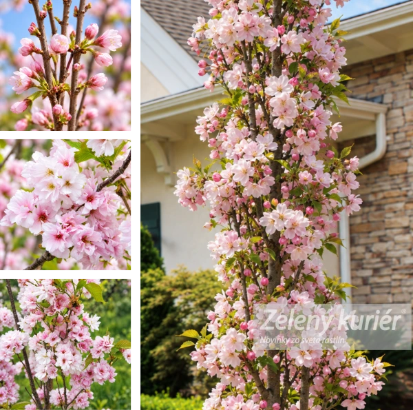 Sakura - Amanogawa cca 120 až 150 cm, Ø Kontajner 5L