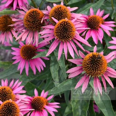 Echinacea purpurea ´Pica Bella´ružová, 60 cm, 1L