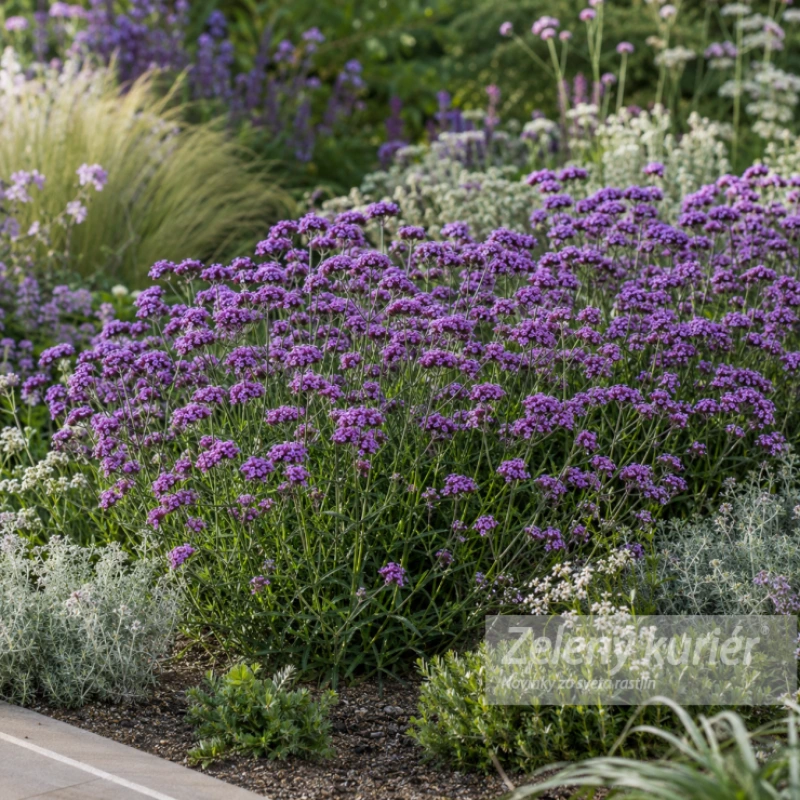 Verbena bonariensis ´Violet Blue´ K9 , 40 cm