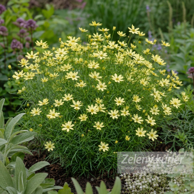 Coreopsis verticillata ´Moonbeam´ K9, 30 cm