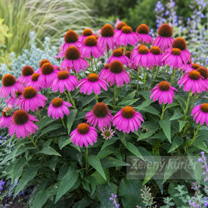 Echinacea purpurea ´PowWow Wild Berry´ružová, 30/60 cm, 1L 1