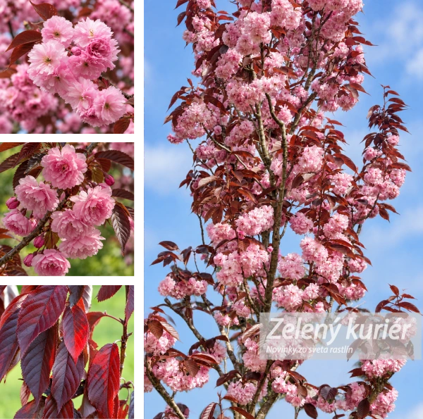 Sakura,Royal Burgundy, cca 120 až 150 cm, Ø Kontajner 5L