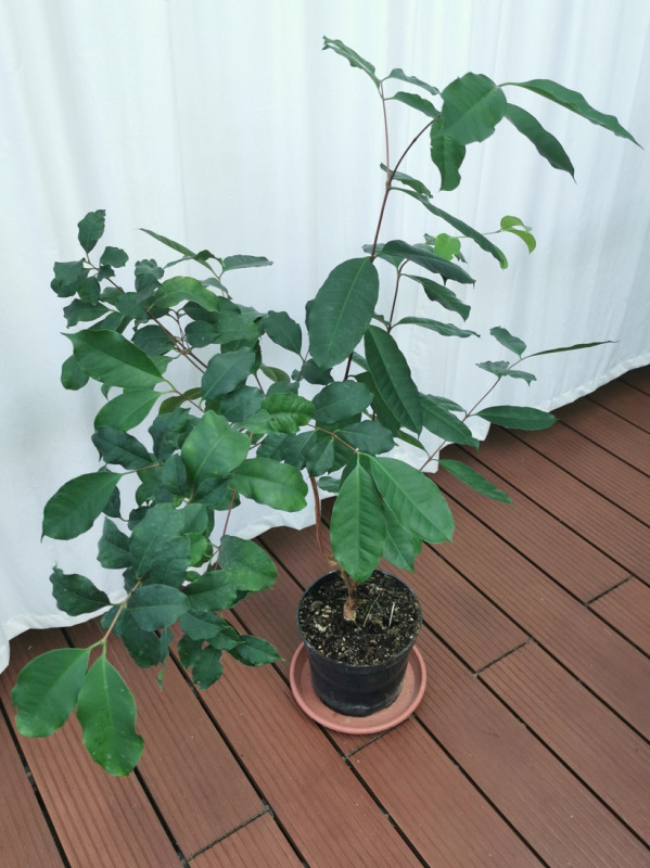 Eugenia sp. Rivularis [K-④]