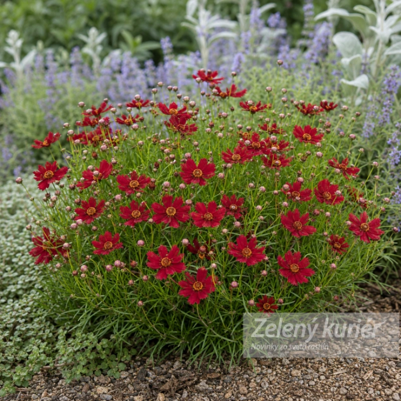 Coreopsis verticillata ´Ruby Red´, 1L, 30 cm