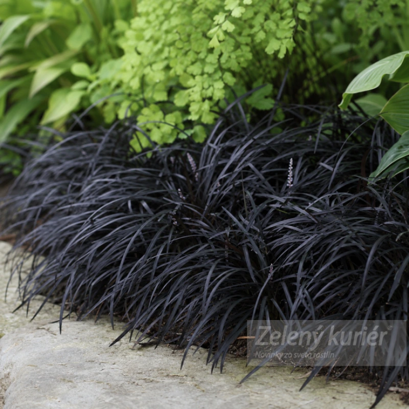 Ophiopogon planiscapus ´Niger´, K9. [K-④]