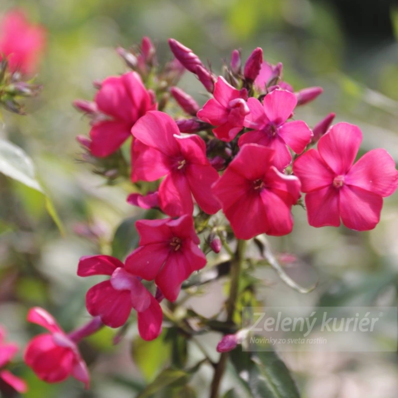 Phlox paniculata ´Starfire´, 1L , 80 cm