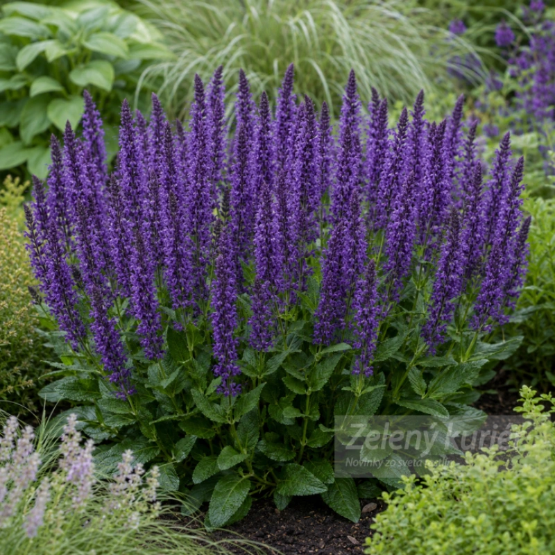 Salvia nemorosa ´Mainacht´ modrá, 50/60 cm