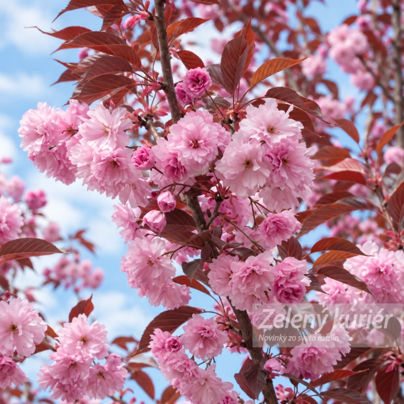 Sakura,Royal Burgundy, cca 120 až 150 cm, Ø Kontajner 5L 3