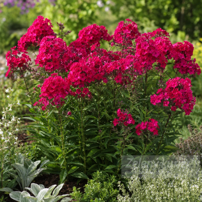 Phlox paniculata ´Starfire´, 1L , 80 cm 1