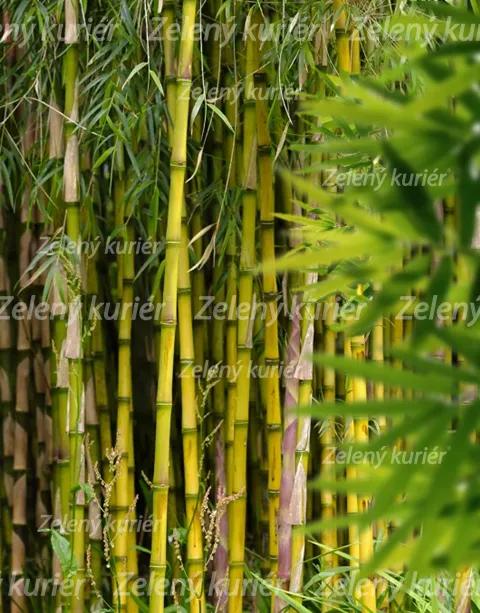 Bambus obrovský