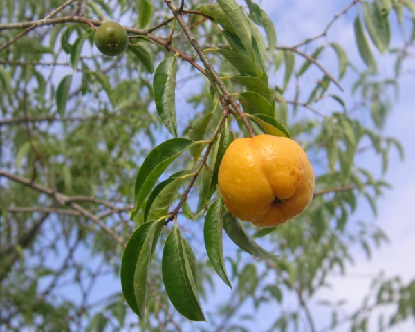 Ubajay -Brazílska broskyňa. [K-④]