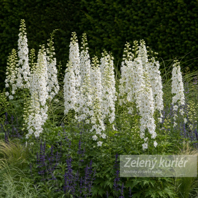 Delphinium ´Galahad´, K9 , 80/120 cm