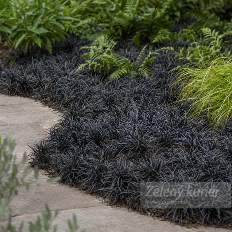 Ophiopogon planiscapus ´Niger´, K9. [K-④] 1