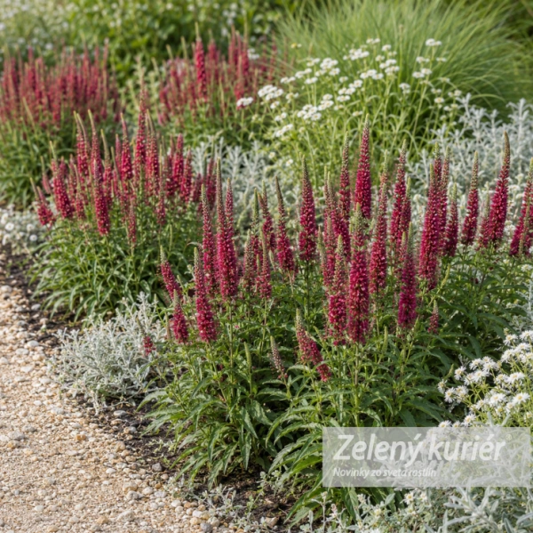Veronica spicata ´Rotfuchs´, 1L, 25 cm 1