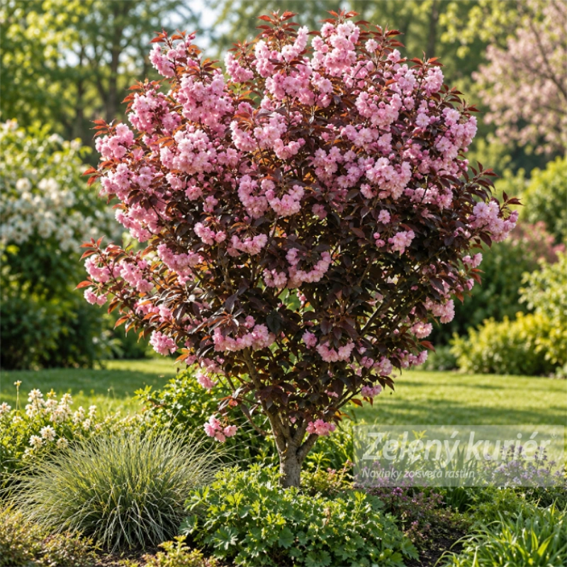 Sakura,Royal Burgundy, cca 120 až 150 cm, Ø Kontajner 5L 1