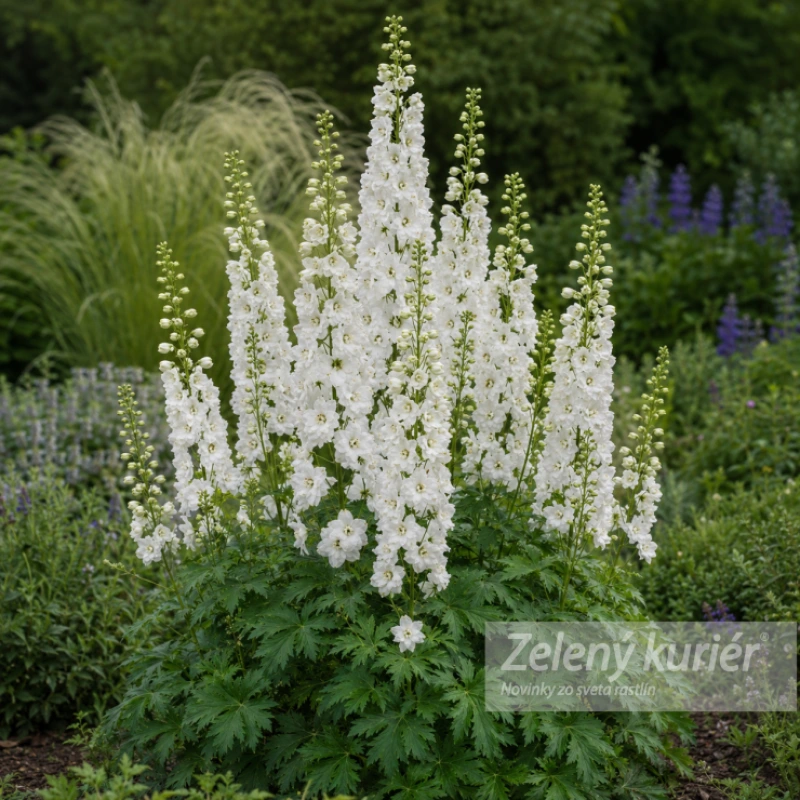 Delphinium ´Galahad´, K9 , 80/120 cm 1