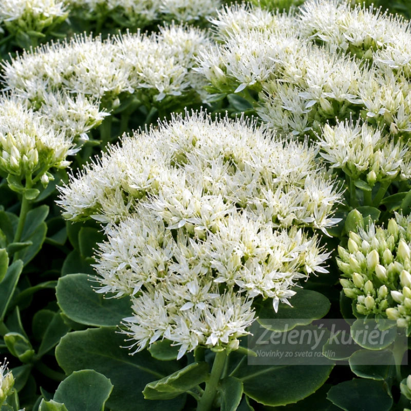 Sedum spectabile ´Stardust´, K9 , 40 cm 1