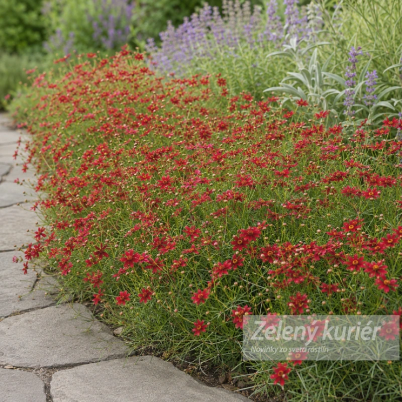 Coreopsis verticillata ´Ruby Red´, 1L, 30 cm 1