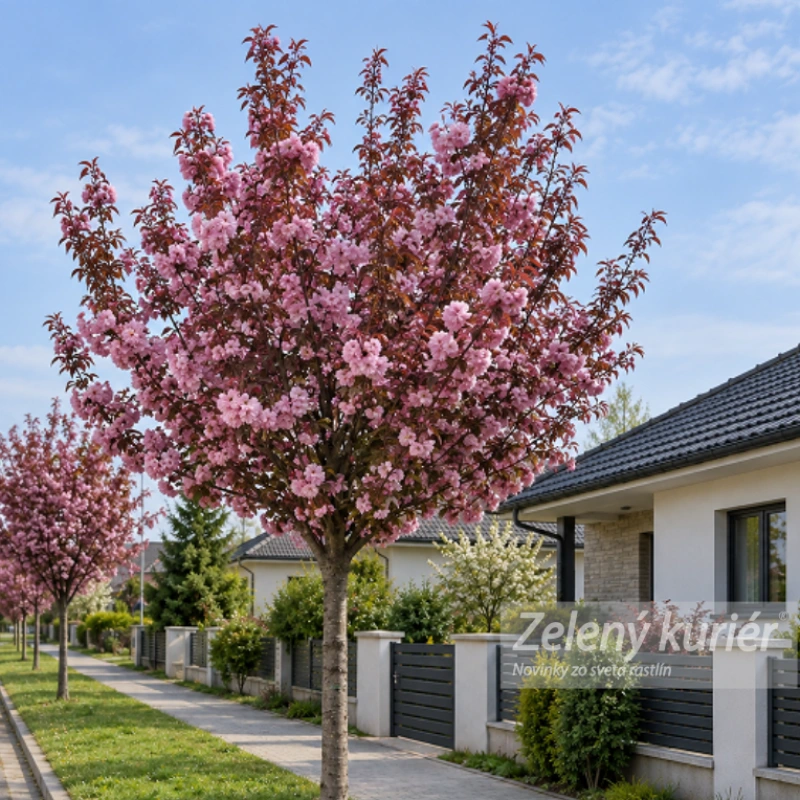 Sakura,Royal Burgundy, cca 120 až 150 cm, Ø Kontajner 5L 2