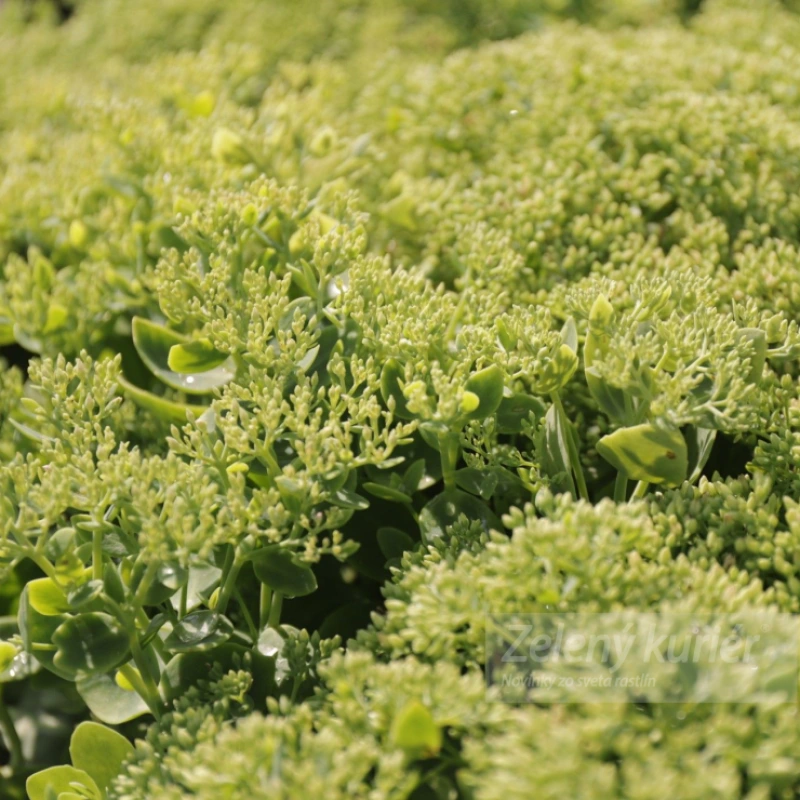 Sedum spectabile ´Stardust´, K9 , 40 cm 2