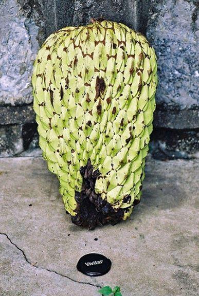 Junglesop