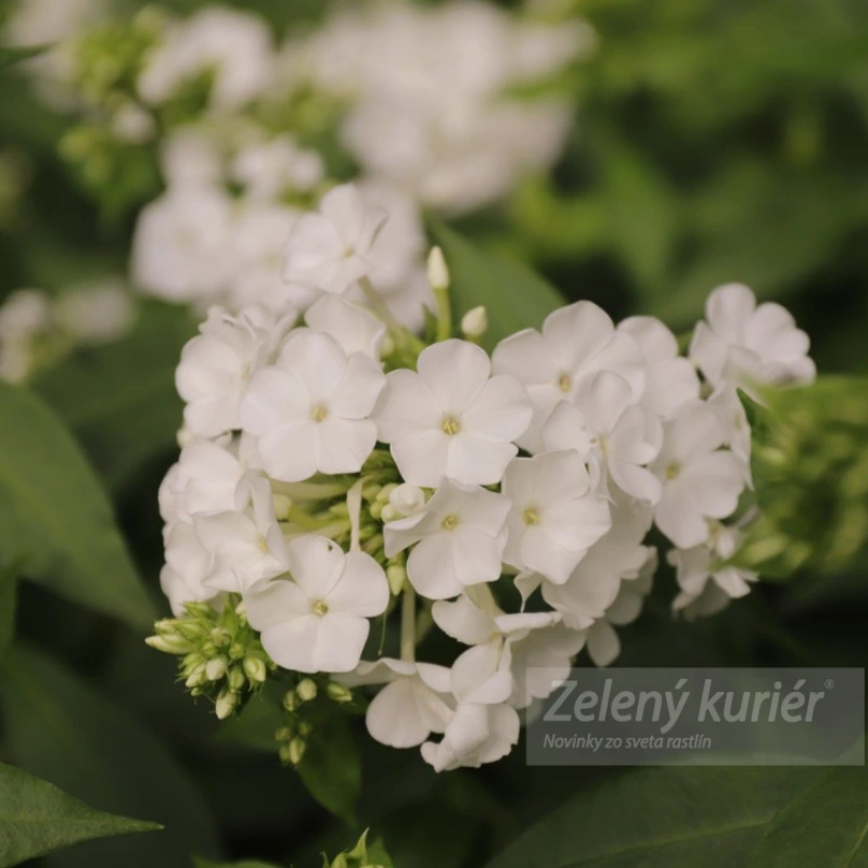 Phlox paniculata ´David´, 1L , 50cm