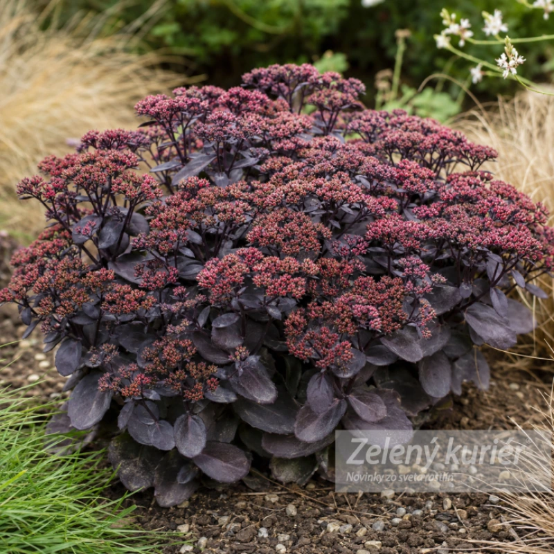 Sedum telephium ´Dark Magic´,1L, 40 cm