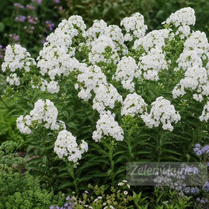 Phlox paniculata ´David´, 1L , 50cm 1