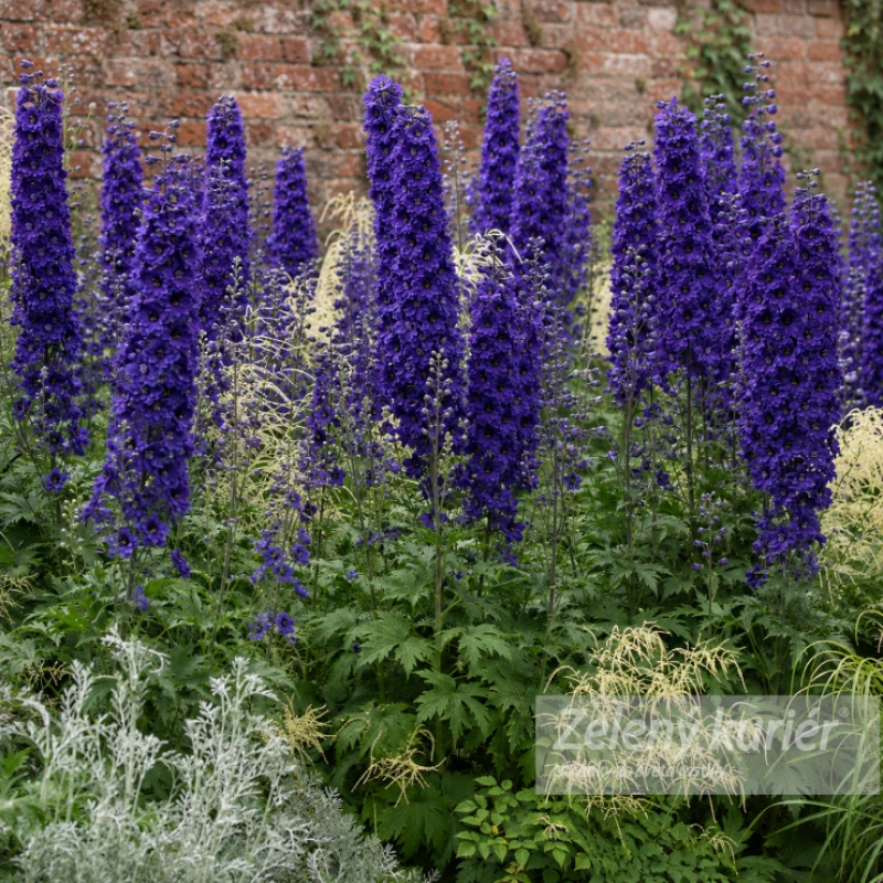 Delphinium ´Black Knight´, K9. [K-④] 1