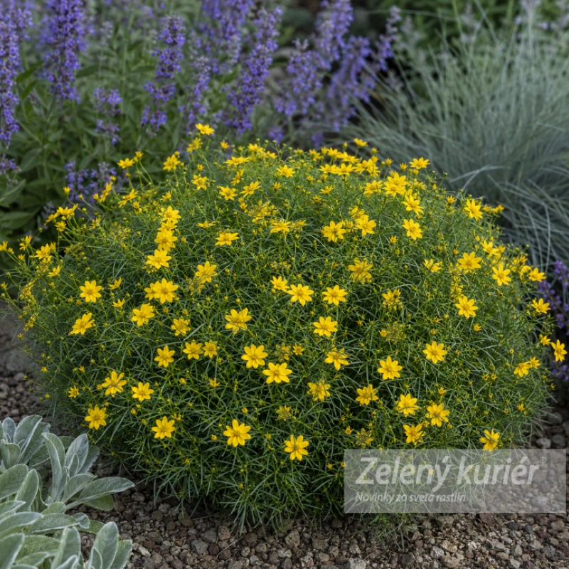 Coreopsis verticillata ´Zagreb´, K9 , 30 cm